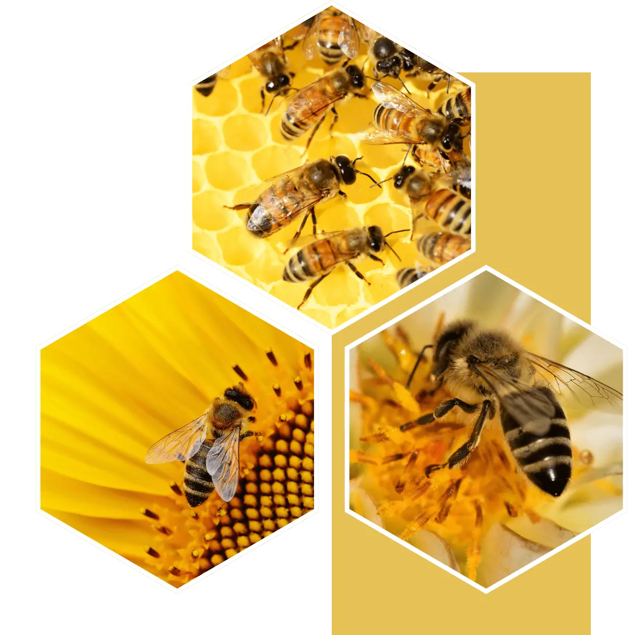 CAŁKOWICIE NIESZKODLIWY - Przyjazny dla pszczół